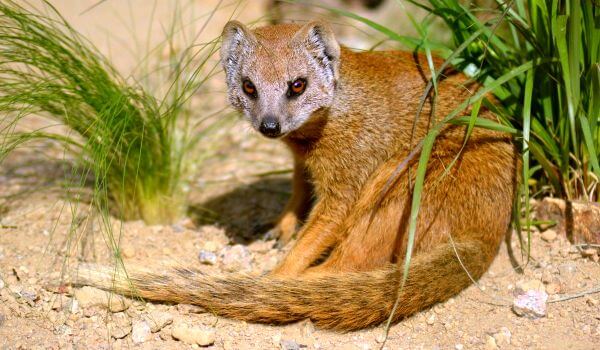 Photo: Animal Mongoose