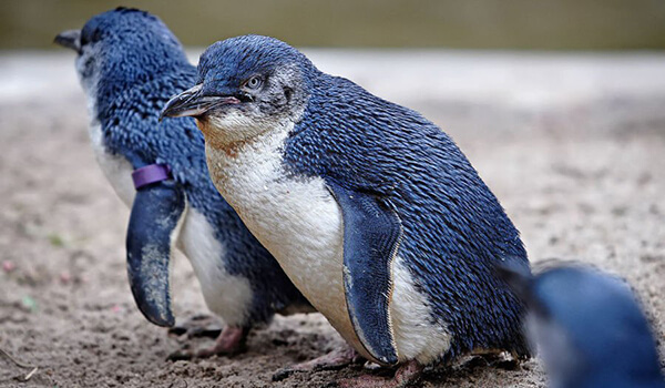 Photo: Little Blue Penguin