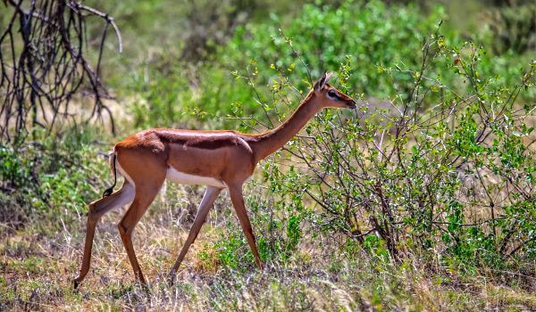 Foto: Gerenuk Giraffe Gazelle