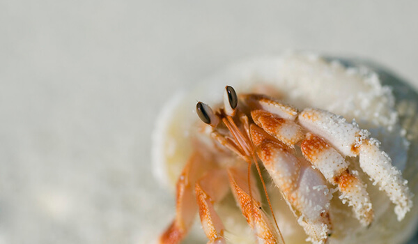 Photo: Black Sea hermit crab