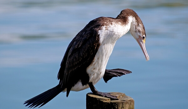 Photo: Cormorant Bird