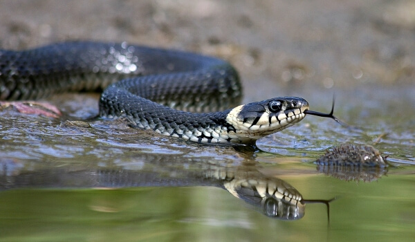 Photo: Snake Already