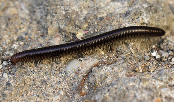 Photo: What a centipede looks like