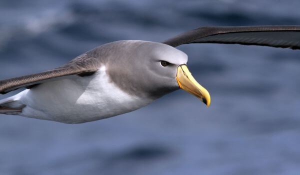 Photo: Albatross in flight