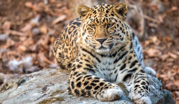 Foto: Dálný východ leopard