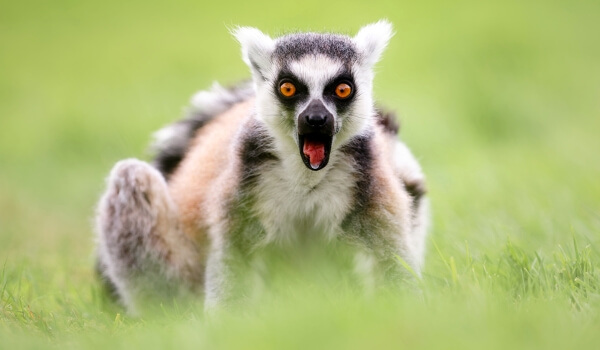 Foto: Lemur kata z Madagaskaru