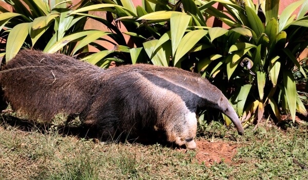 Photo: Large anteater