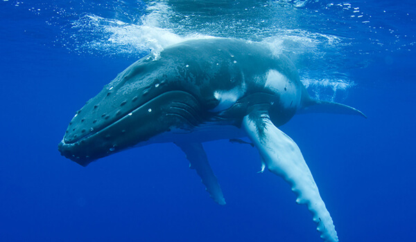 Foto: como é a aparência de uma baleia-comum