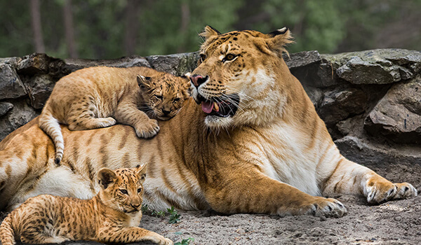 Foto: Liger Cubs