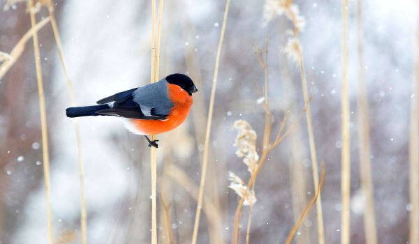 Photo: Red Bullfinch