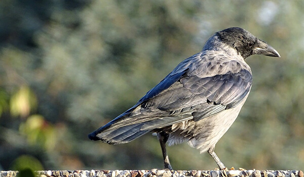 Photo: Gray Raven