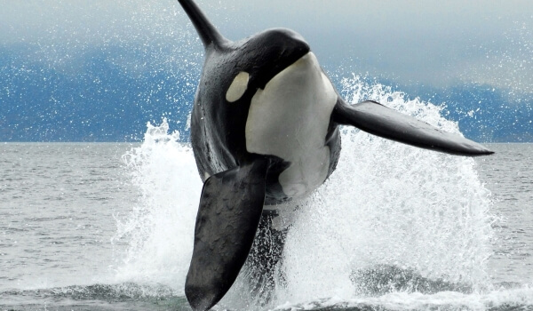 Foto: orca animal