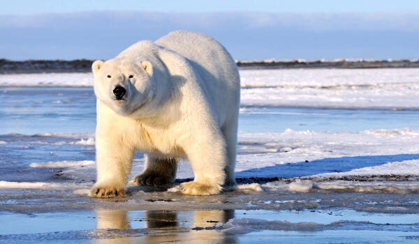 Photo: Giant Polar Bear