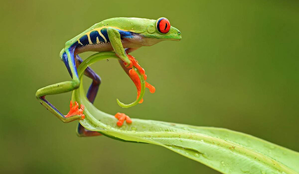 Photo: Tree Frog
