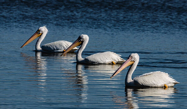Photo: Pelican Family