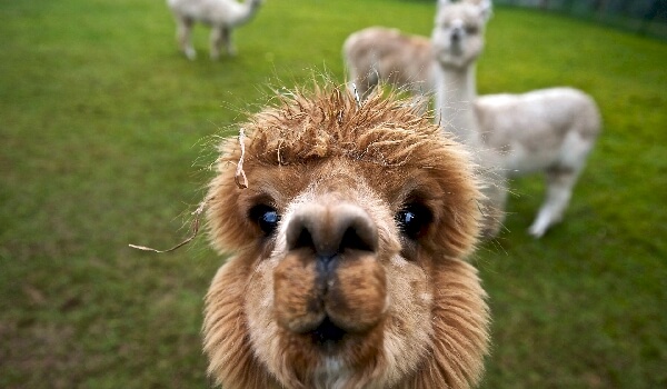 What does an alpaca eat