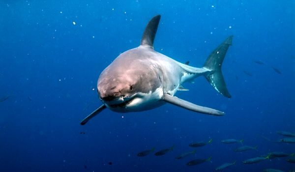 Foto: Bull Shark