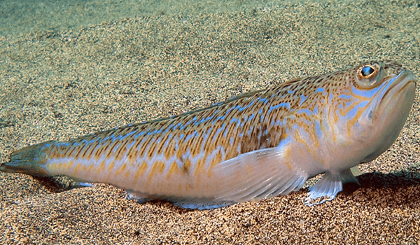 Foto: peixe dragão no mar