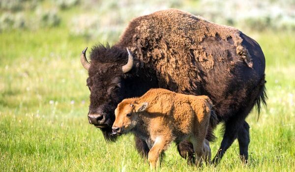 Photo: Bison Cub