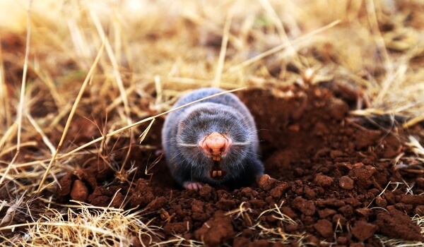 Photo : Mol ondergronds dier