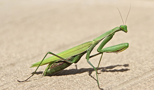Photo: Praying Mantis