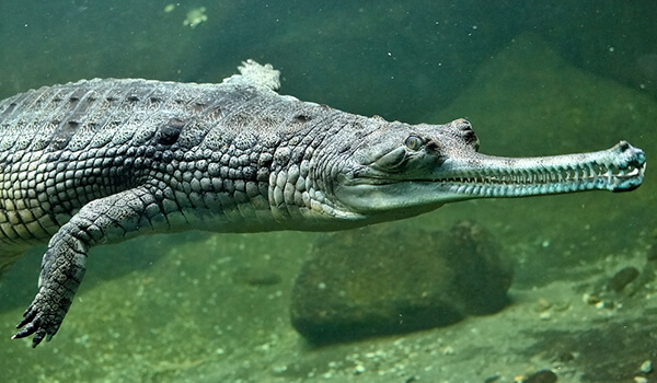 Photo : à quoi ressemble le gavial