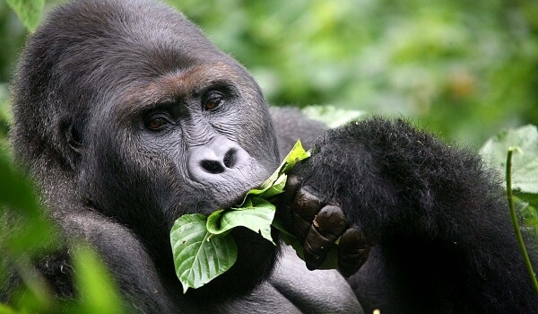 Foto: Grote gorilla
