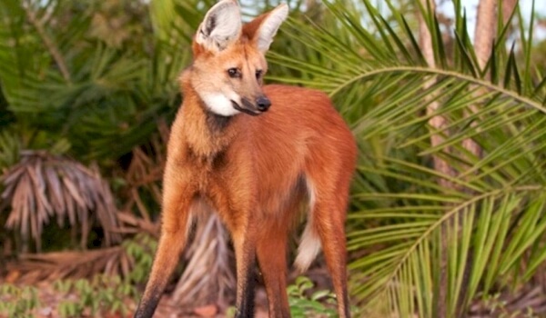 Maned wolf red book