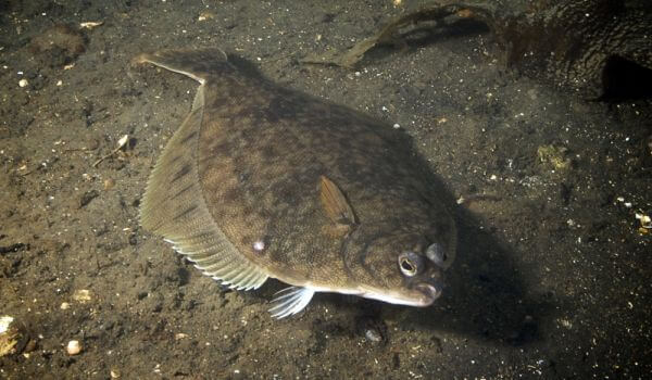 Photo: flounder fish