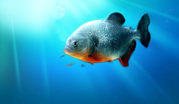 Foto: Piranha debaixo d'água