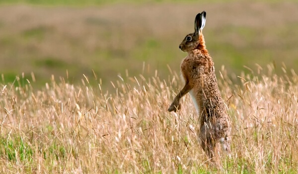 Photo: Animal European hare