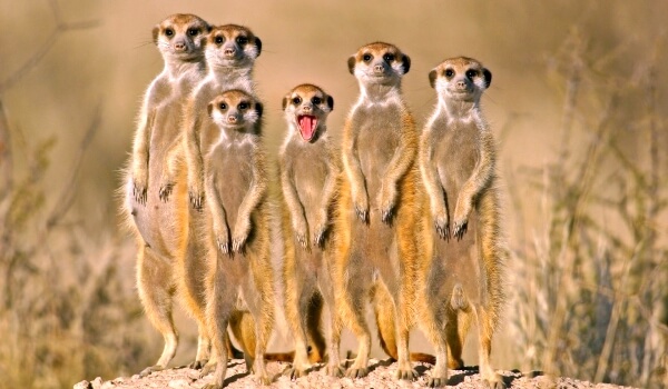 Photo: Meerkat Family
