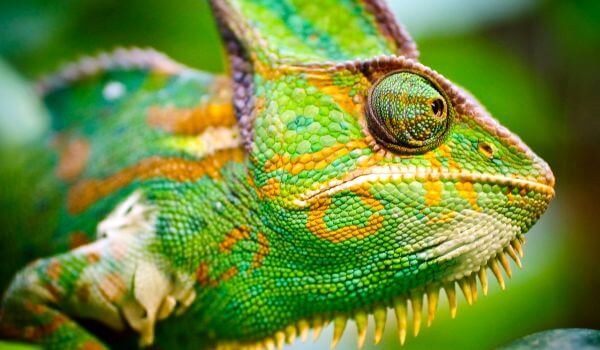 Photo: Panther chameleon reptiles