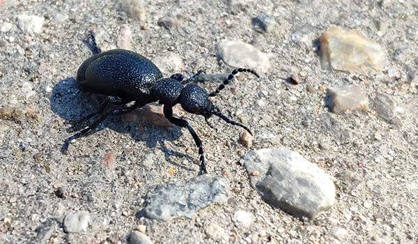 Photo: Ground beetle