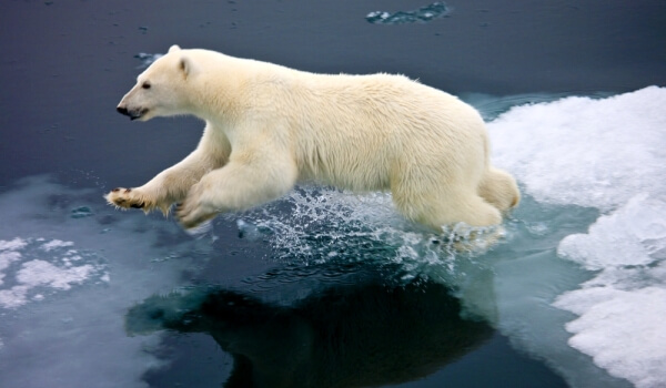 Foto: Stor isbjørn