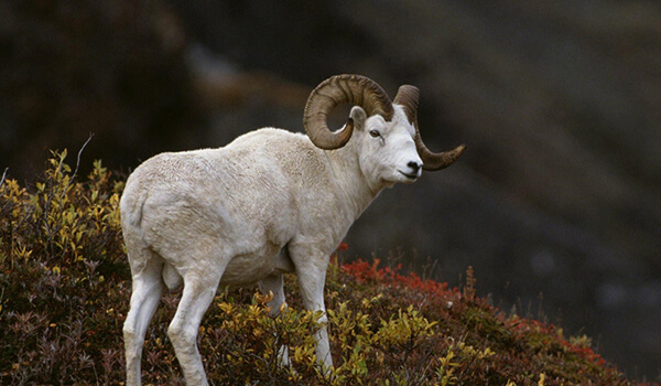 Photo: Asian mountain sheep