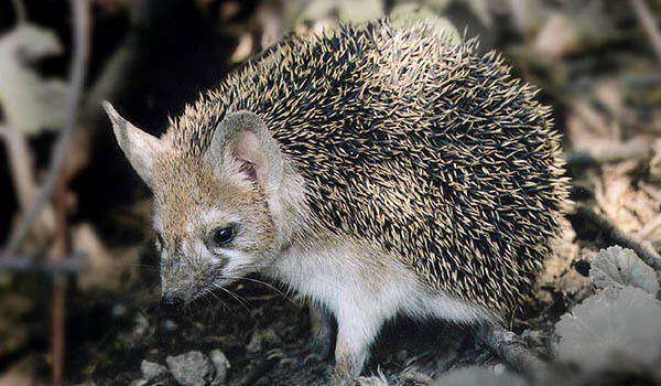 Photo: Eared Hedgehog