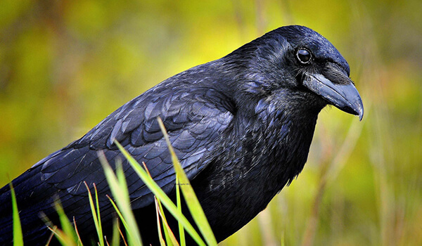 Photo: Black Crow Bird