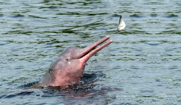 Foto: Delfín de río