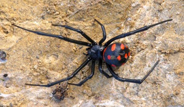 Photo: Karakurt spider in Crimea