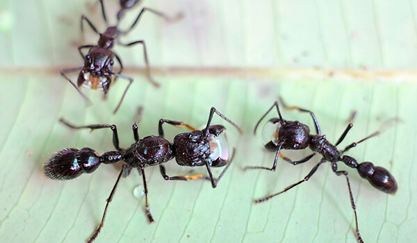 Foto: Como é uma formiga bala