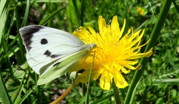 Photo: Cabbage Butterfly