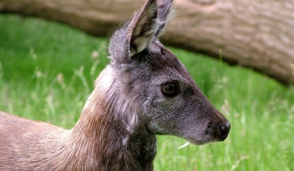 Foto: sibiřský pižmový jelen