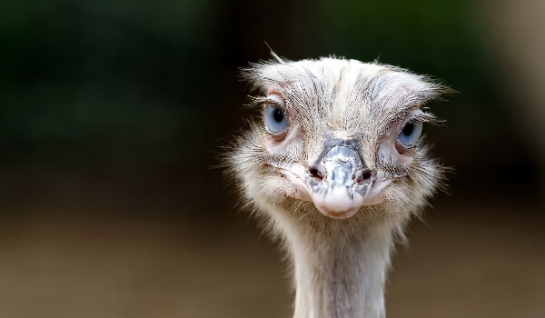 African ostrich description