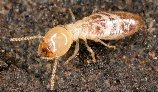 Photo: Termite