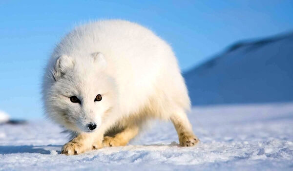 Photo: Fox fox