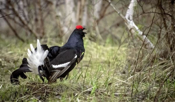 Photo: Black grouse in the forest