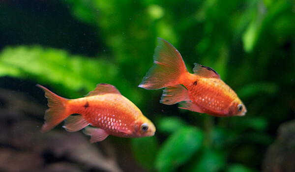Photo: Barbus fish