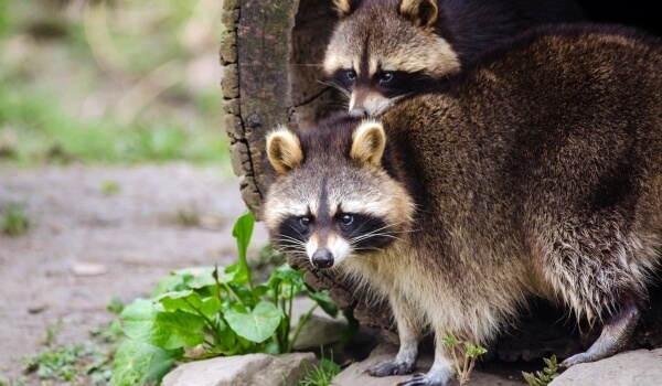 Photo: Raccoon animal