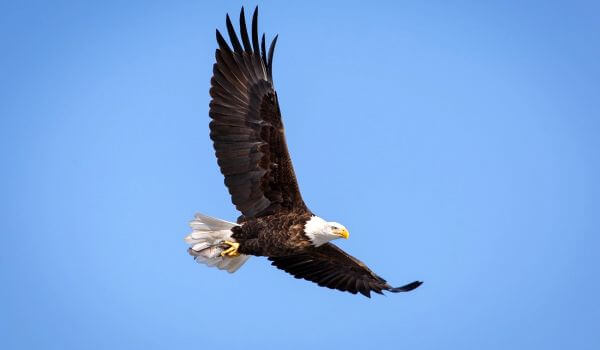 Photo: Bald Eagle in flight
